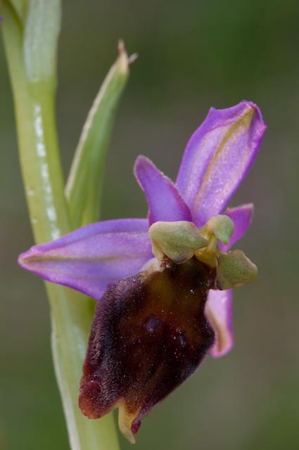 Ophrys crabronifera: un pomeriggio un reportage