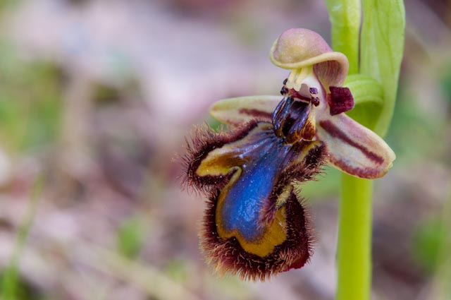 Ophrys speculum ....un''Ophrys speciale