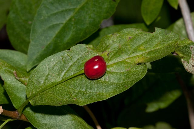 Lonicera alpigena