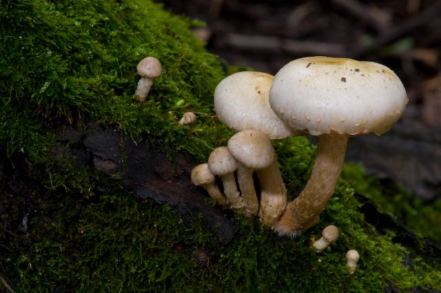 Pholiota gummosa