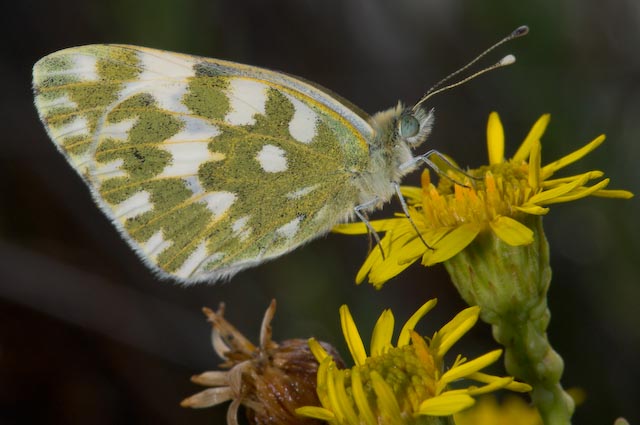 Pontia edusa