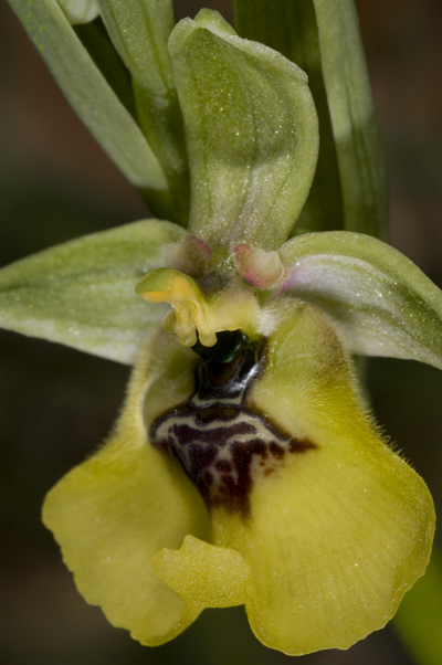 Ophrys lacaitae