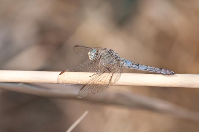 odonato 3 - Orthetrum coerulescens