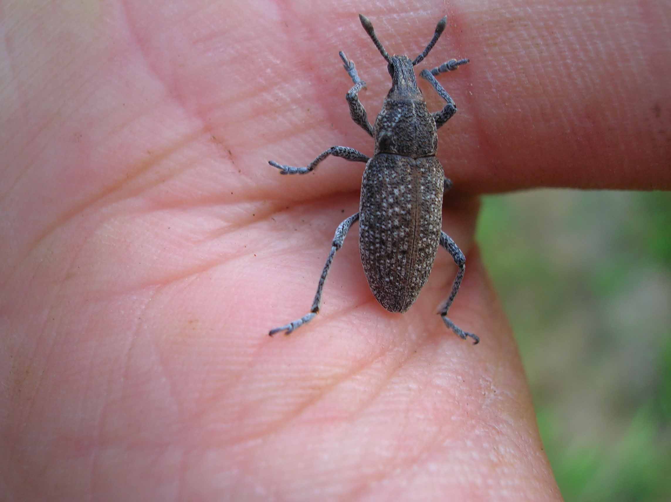 Rhabdorrhynchus seriegranosus (Curculionidae)