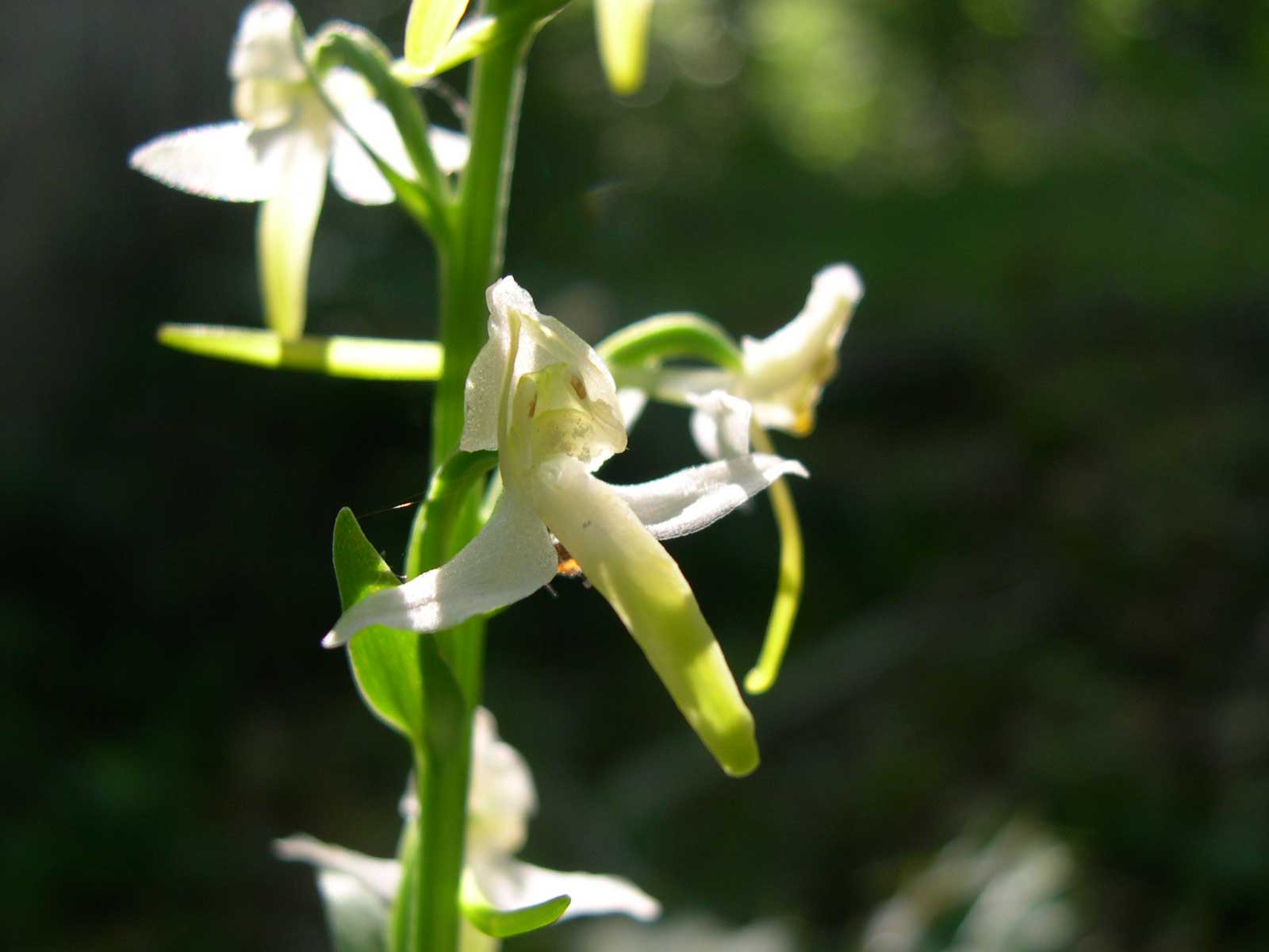 Platanthera chlorantha?