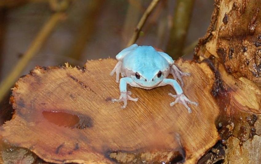 raganella azzurra - Hyla intermedia