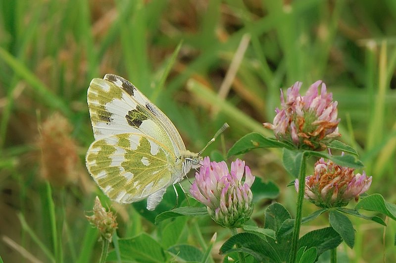 Pontia daplidice ?