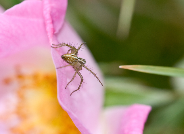 primi scatti con un obiettivo macro