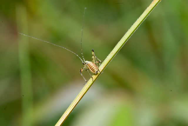 primi scatti con un obiettivo macro