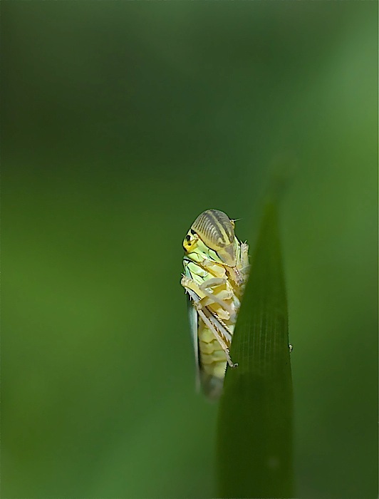 cicadella