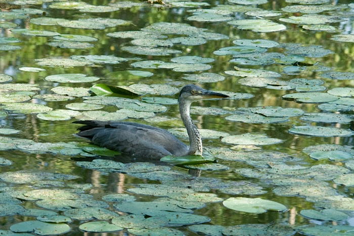 Airone cenerino ,atteggiato a cigno !!!!