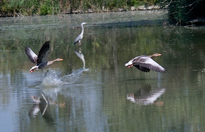 coppia di anitre in volo