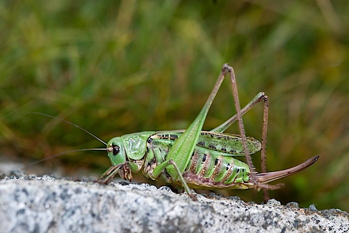 piccolo gigante