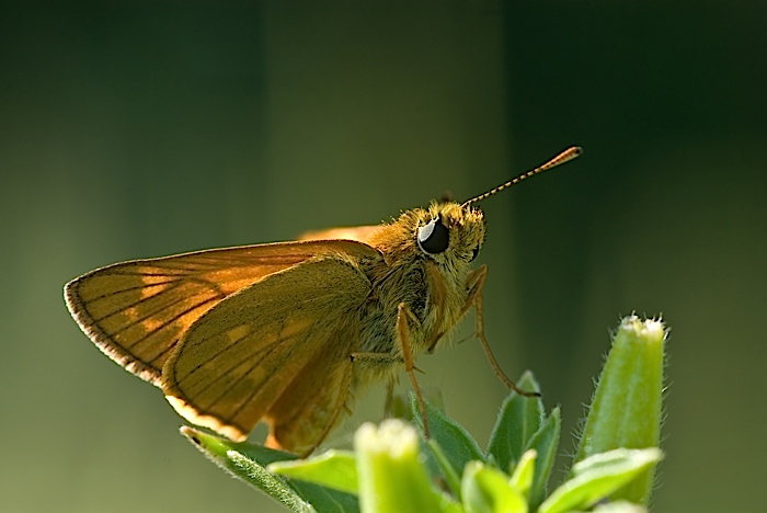 Ochlodes venatus? - Ochlodes sylvanus