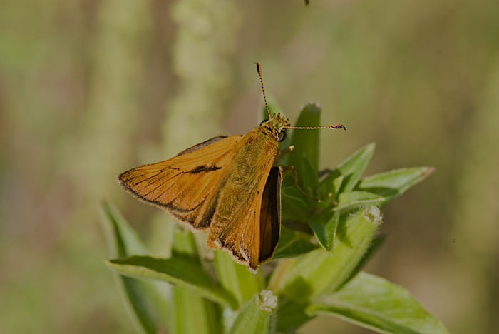 Ochlodes venatus? - Ochlodes sylvanus