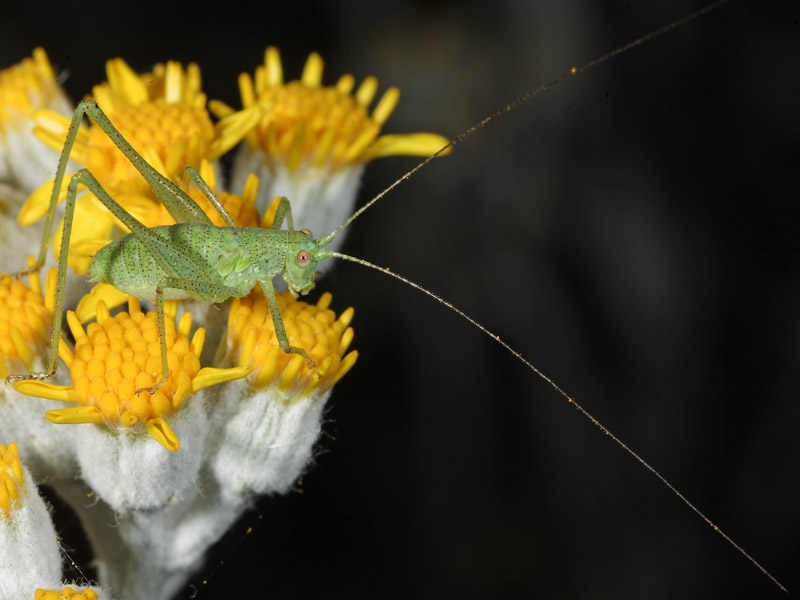 Ninfa di Phaneroptera nana siciliana