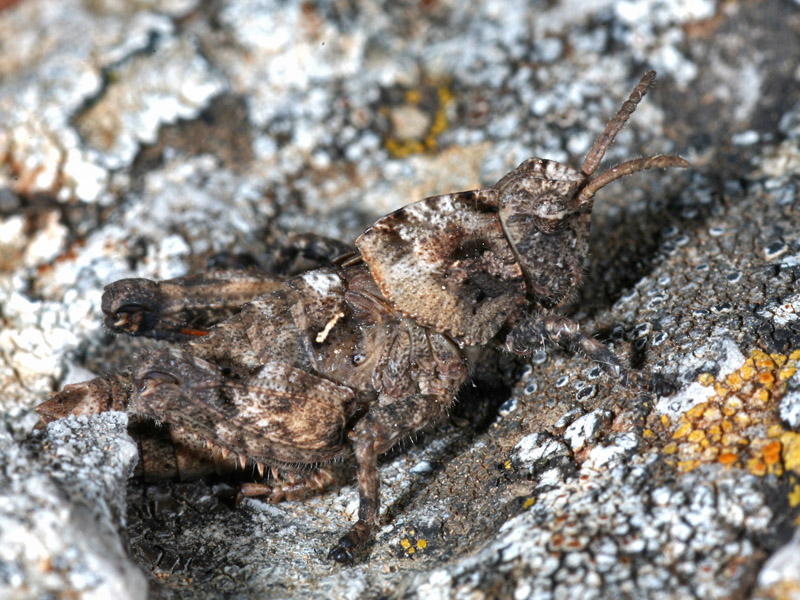 Pamphagidae siciliano: ninfa di Ocneridia nigropunctata