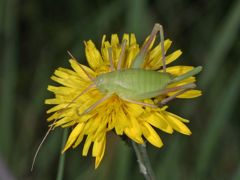 Ortottero siciliano: ninfa di Odontura sp.