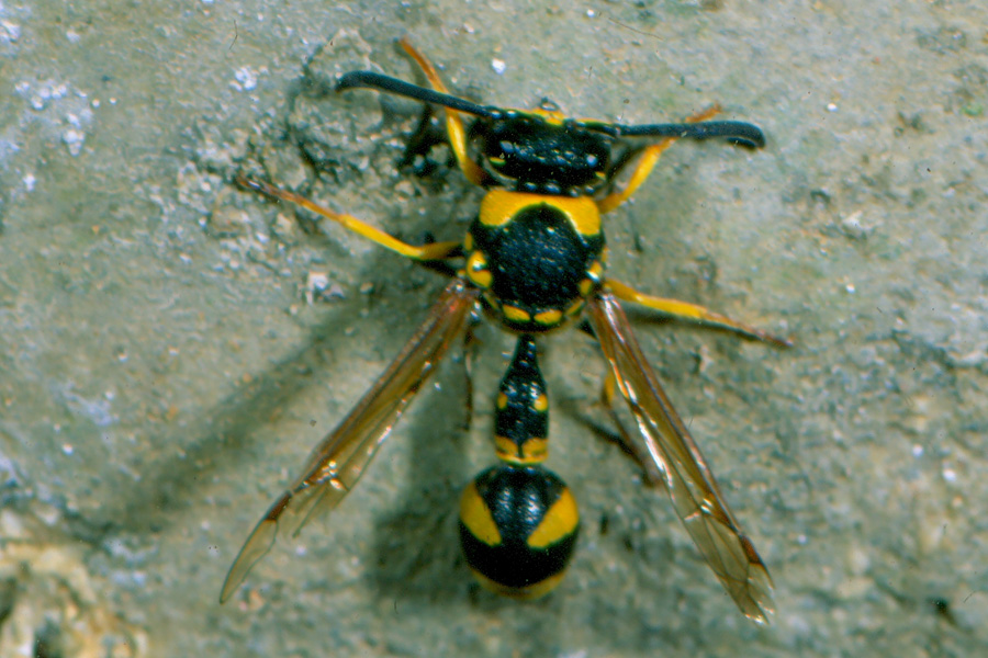 Eumenes sp. (Vespidae Eumeninae)