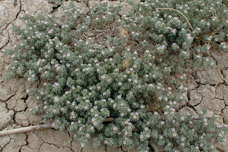 Frankenia pulverulenta / Erba-franca annua