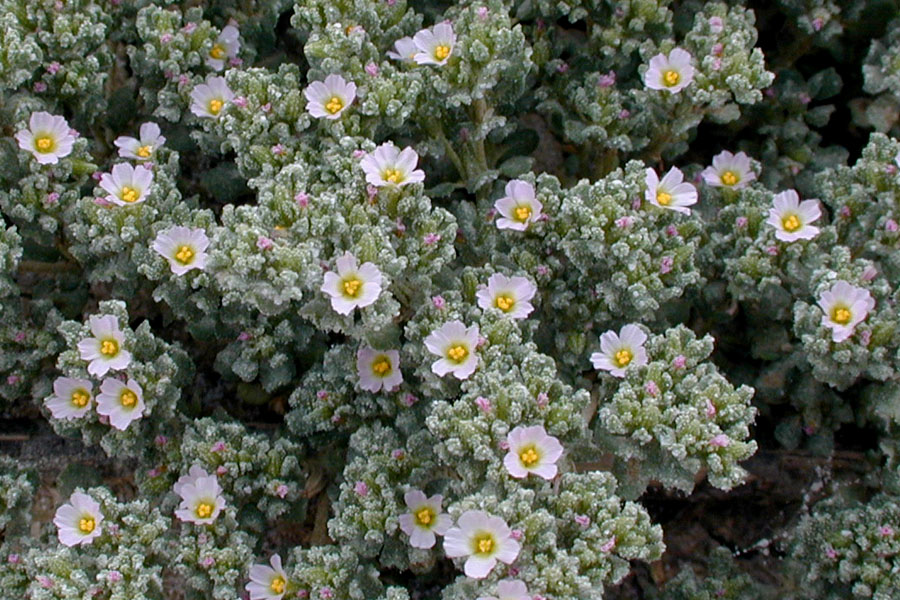 Frankenia pulverulenta / Erba-franca annua