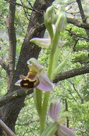 Ophrys ??? da determinare