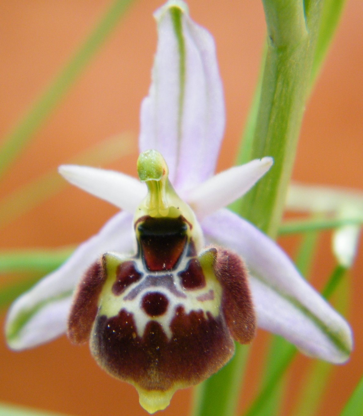 Ophrys ??? da determinare