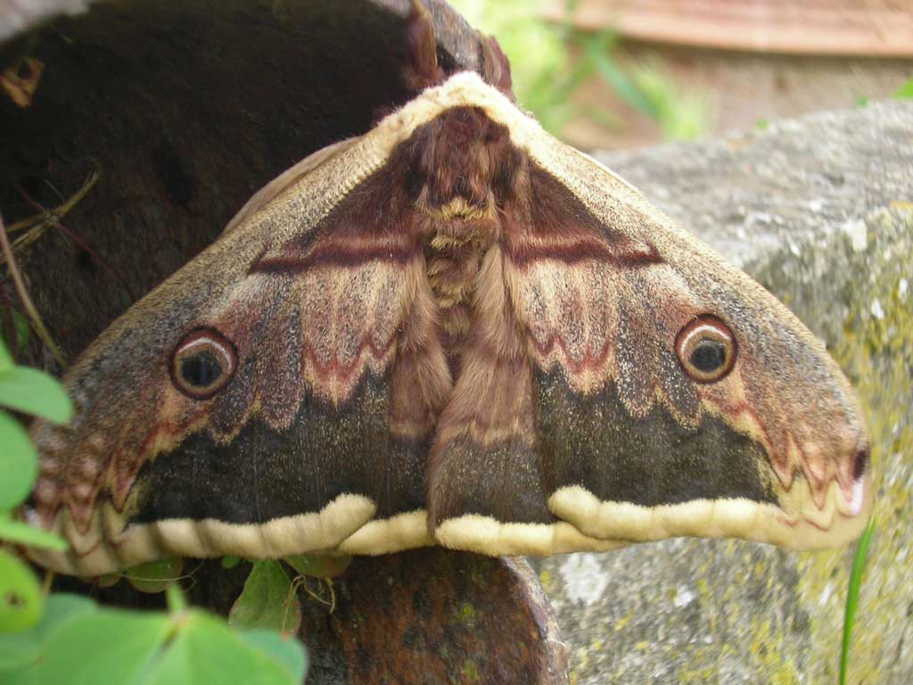 Saturnia pyri