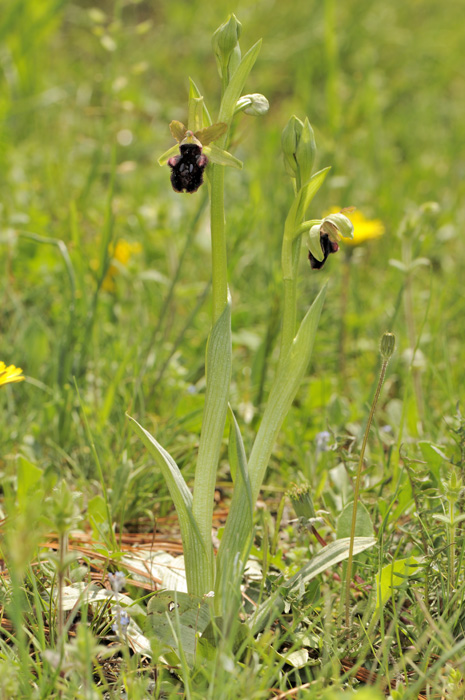 Ophrys promontorii