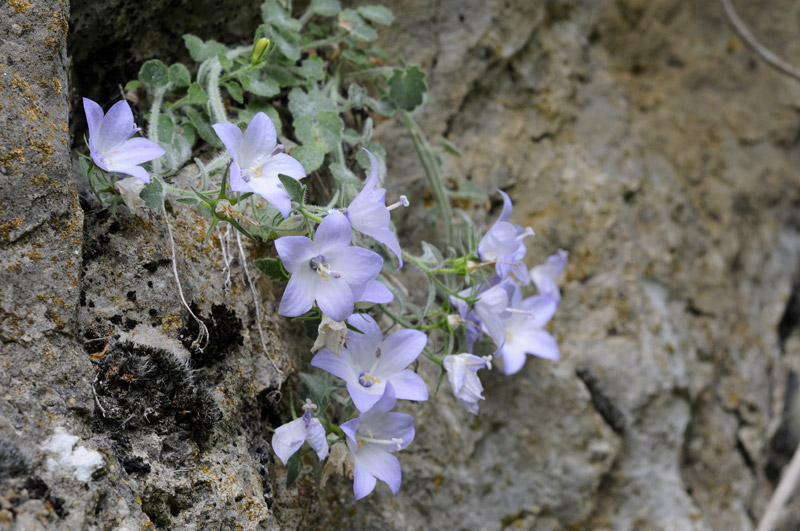 Campanula fragilis subsp. cavolinii