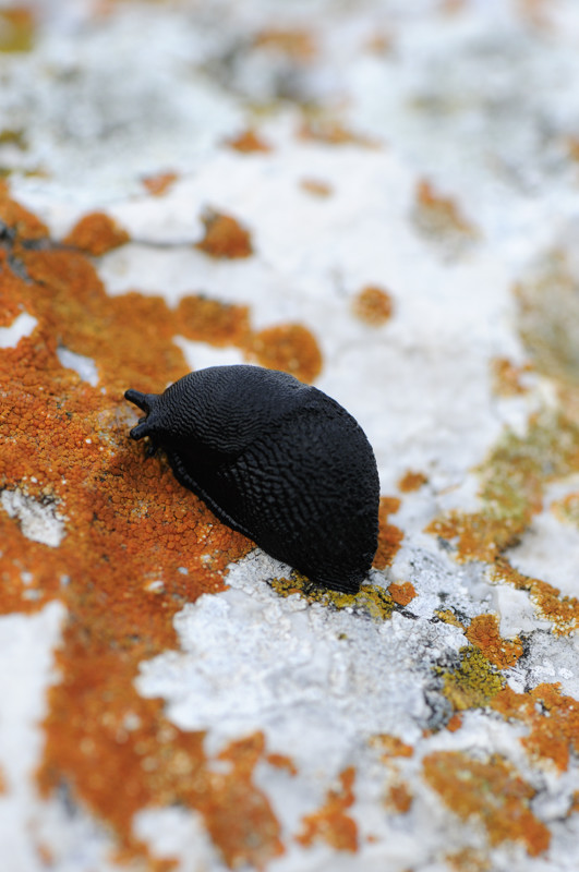 Limax nero dal Monte Genzana (AQ) - 2000 m.s.l.m.