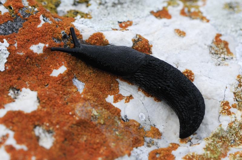 Limax nero dal Monte Genzana (AQ) - 2000 m.s.l.m.