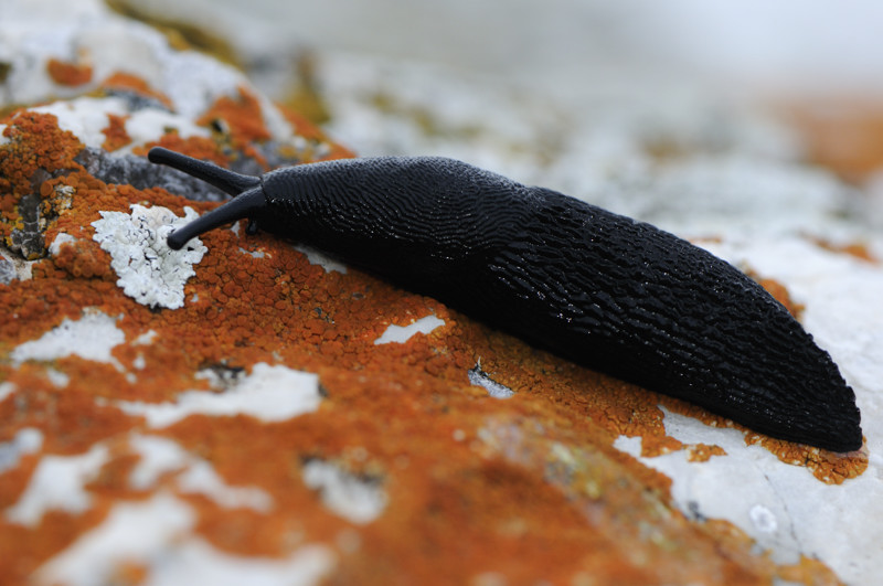 Limax nero dal Monte Genzana (AQ) - 2000 m.s.l.m.