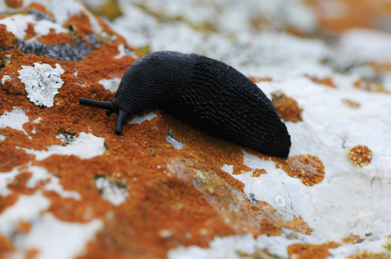 Limax nero dal Monte Genzana (AQ) - 2000 m.s.l.m.