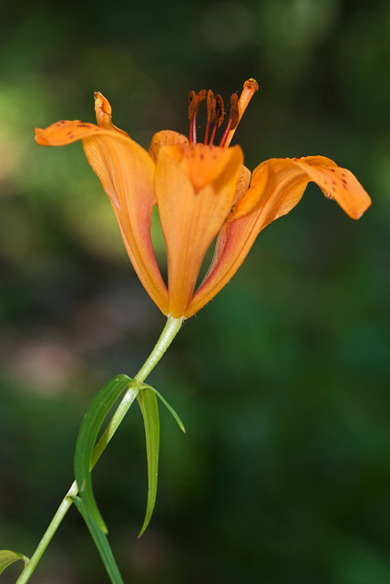 Lilium bulbiferum subsp. croceum / Giglio rosso, Giglio di San Giovanni