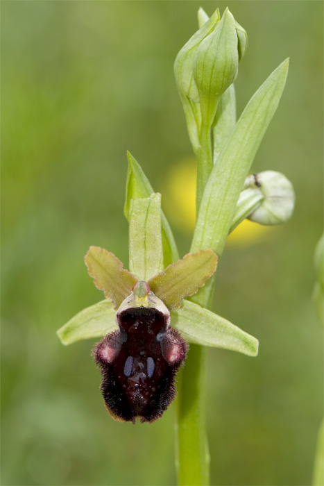 Ophrys promontorii