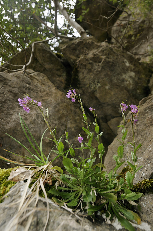 Arabis collina subsp. rosea / Arabetta rosea