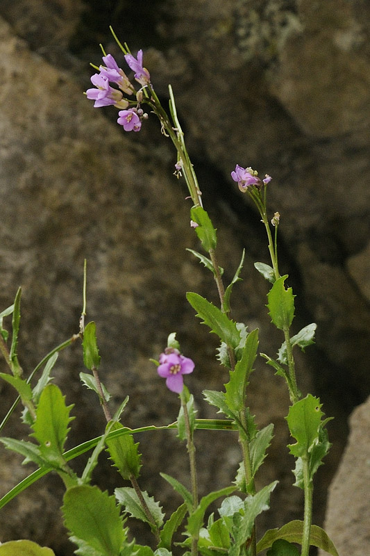 Arabis collina subsp. rosea / Arabetta rosea