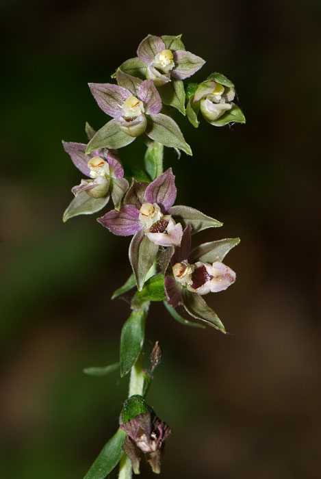 Epipactis helleborine