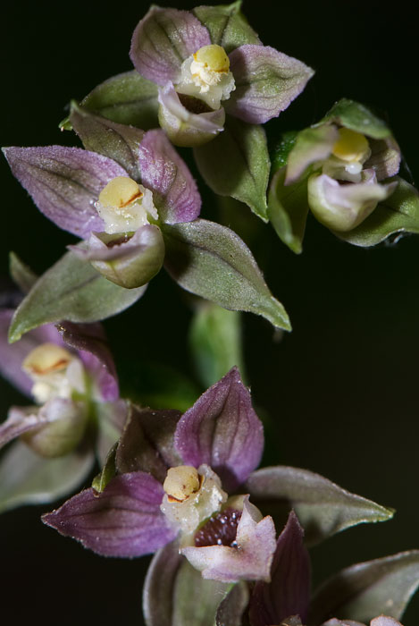 Epipactis helleborine