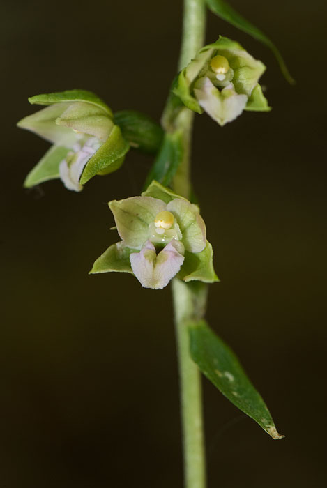 Epipactis helleborine