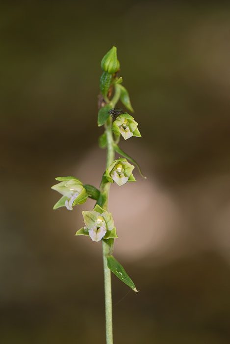 Epipactis helleborine