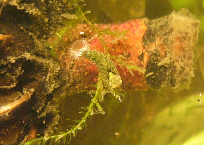 larva acquatica da identificare