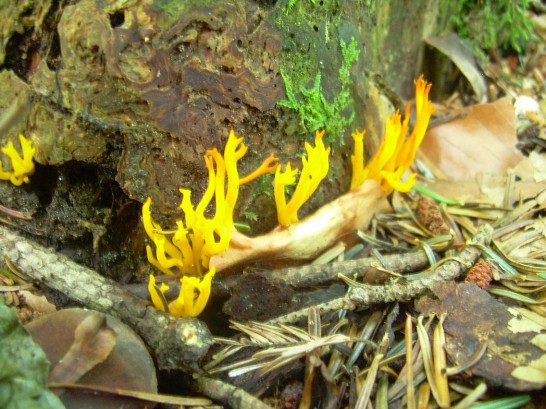 Calocera cornea o viscosa?