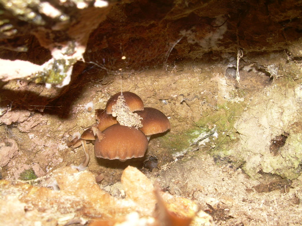 COPRINUS???