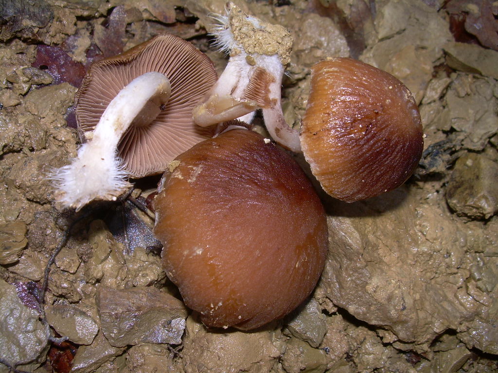 COPRINUS???