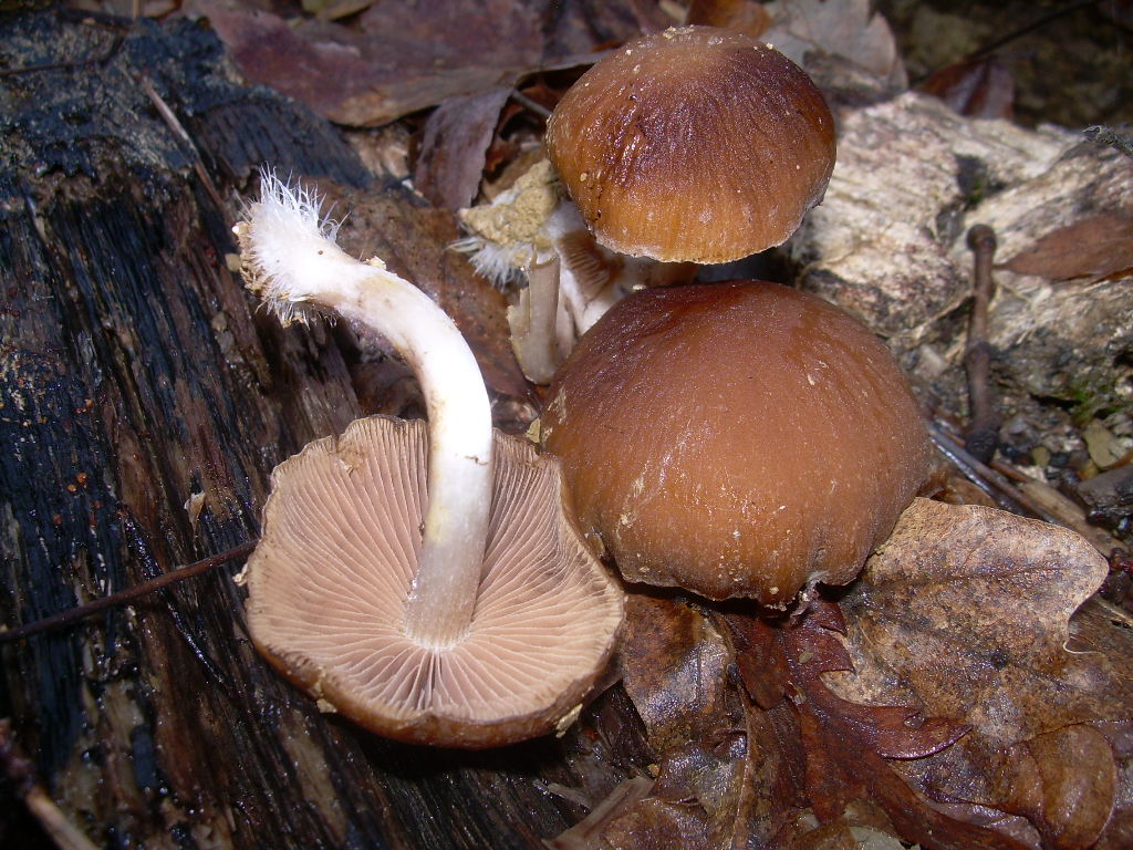 COPRINUS???