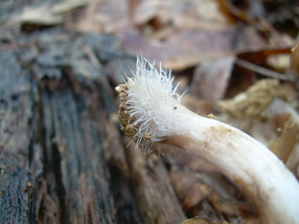 COPRINUS???