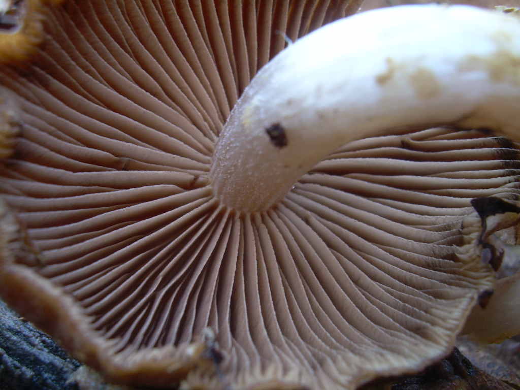 COPRINUS???