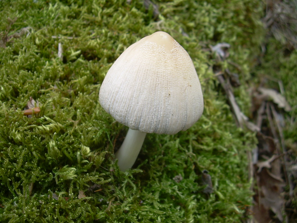 Coprinus radians?